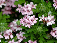 Pelargonium graveolens